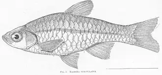 Rasbora philippina