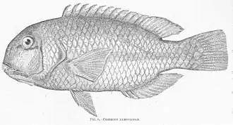 Choerodon zamboangae