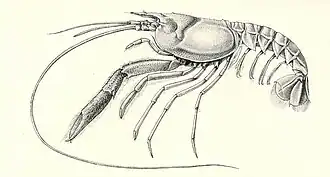 Nephropsis carpenteri