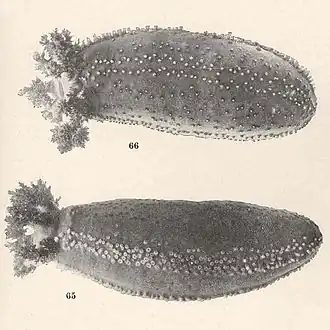 Cucumaria frondosa