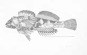 Clinocottus