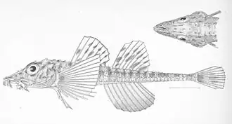 Podothecus sturioides