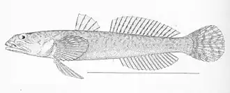 Clevelandia (geslacht)