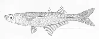 Atherinella crystallina