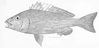 Orthopristis reddingi