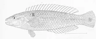 Halichoeres dispilus