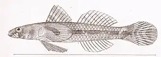 Aboma etheostoma