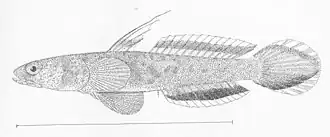 Evermannia zosterura