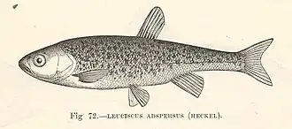 Delminichthys adspersus