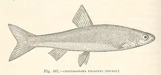 Chondrostoma phoxinus