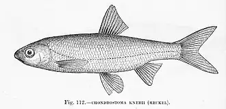Chondrostoma knerii
