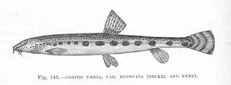 Cobitis elongata