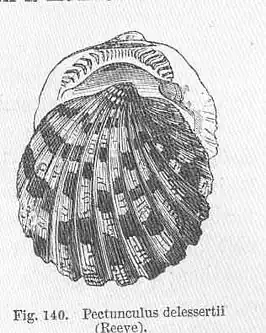 Axinactis delessertii