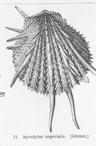 Spondylus imperialis