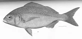 Microlepidotus brevipinnis