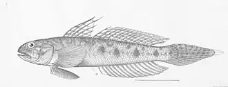 Gobionellus microdon