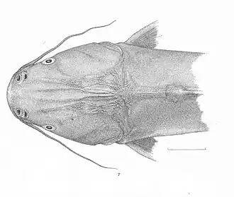 Notarius lentiginosus