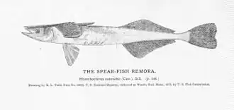 Remora osteochir