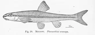 Phenacobius uranops