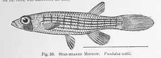 Fundulus nottii