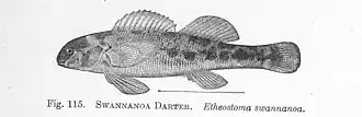 Etheostoma swannanoa