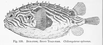 Chilomycterus spinosus