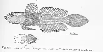 Microgobius thalassinus