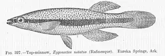 Fundulus notatus