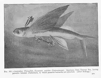 Cheilopogon unicolor