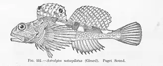 Artedius notospilotus