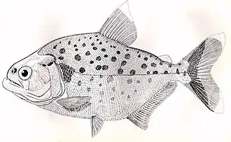 Serrasalmus hollandi