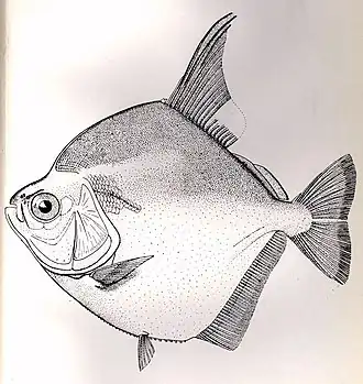 Metynnis guaporensis