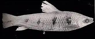 Schizodon borellii