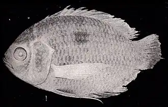 Chaetobranchopsis australis