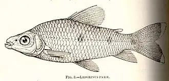 Leporinus parae
