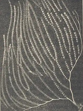 Calyptrophora trilepis