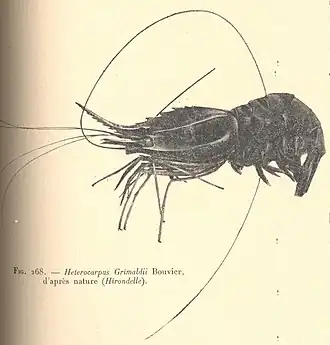 Heterocarpus grimaldii