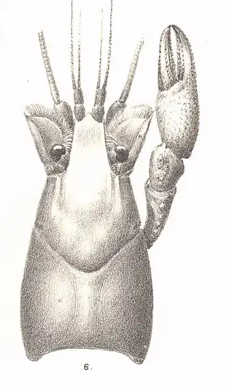 Mexicaanse dwergkreeft