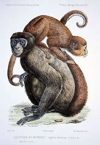 De bruine wolaap, werk van Werner (1856), bibliothèque patrimoniale de Gray