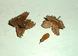 Beukennoten en hun napjes