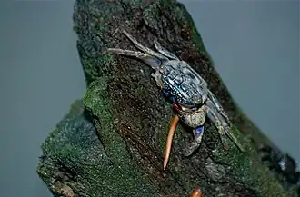 Perisesarma indiarum