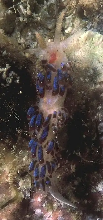 Slanke ringsprietslak