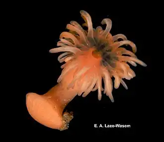 Edwardsiella lineata