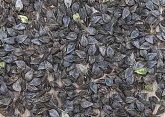 Oogst van een grote, alleenstaande plant