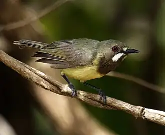 Zwartkeelmangrovezanger