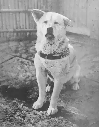 Hachiko in 1935
