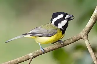 Oostelijke harlekijndikkop