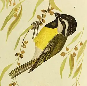 Westelijke harlekijndikkop