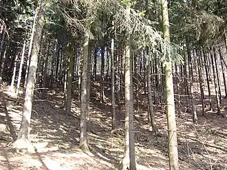 Het Lübbecker Wiehengebirge, westhelling Wurzelbrink