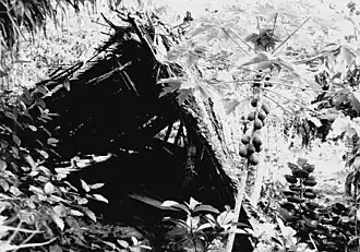 Ingestort dak van een traditionele bai in 1976